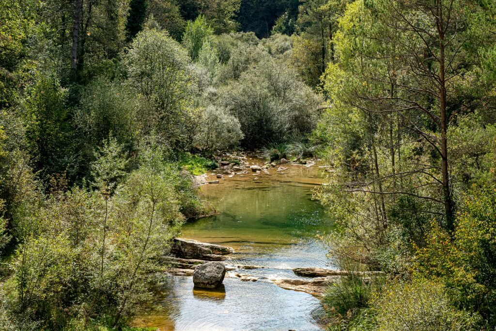 a river running through a lush green forest