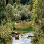 a river running through a lush green forest