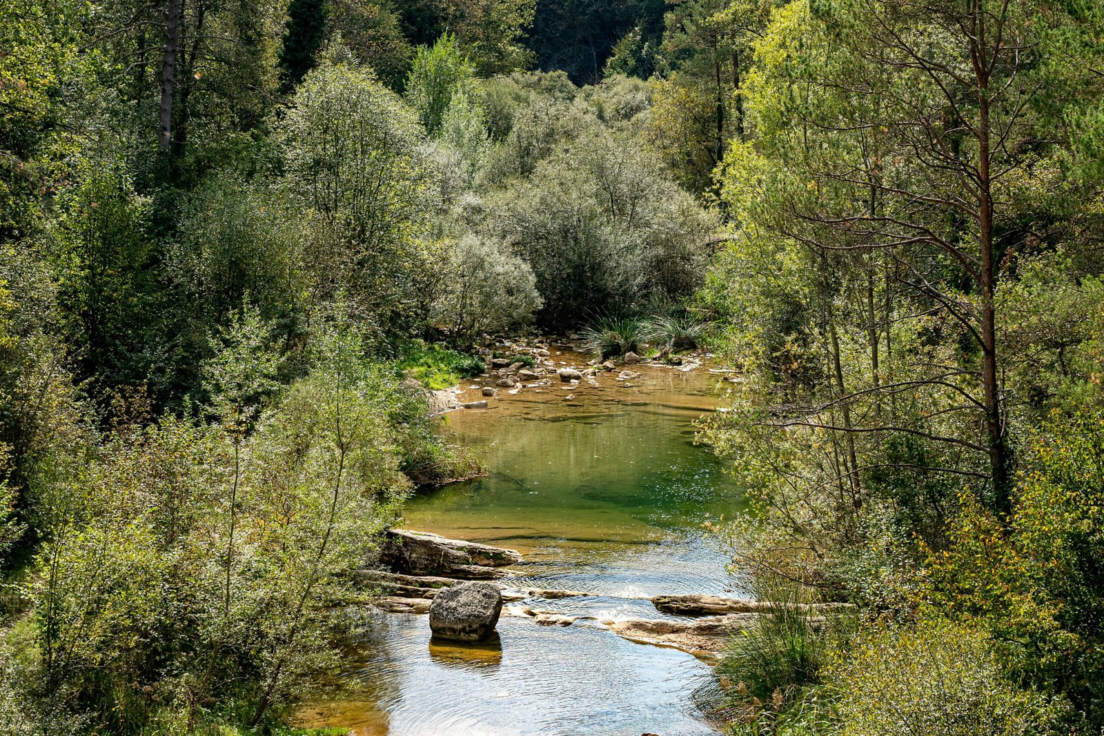 a river running through a lush green forest